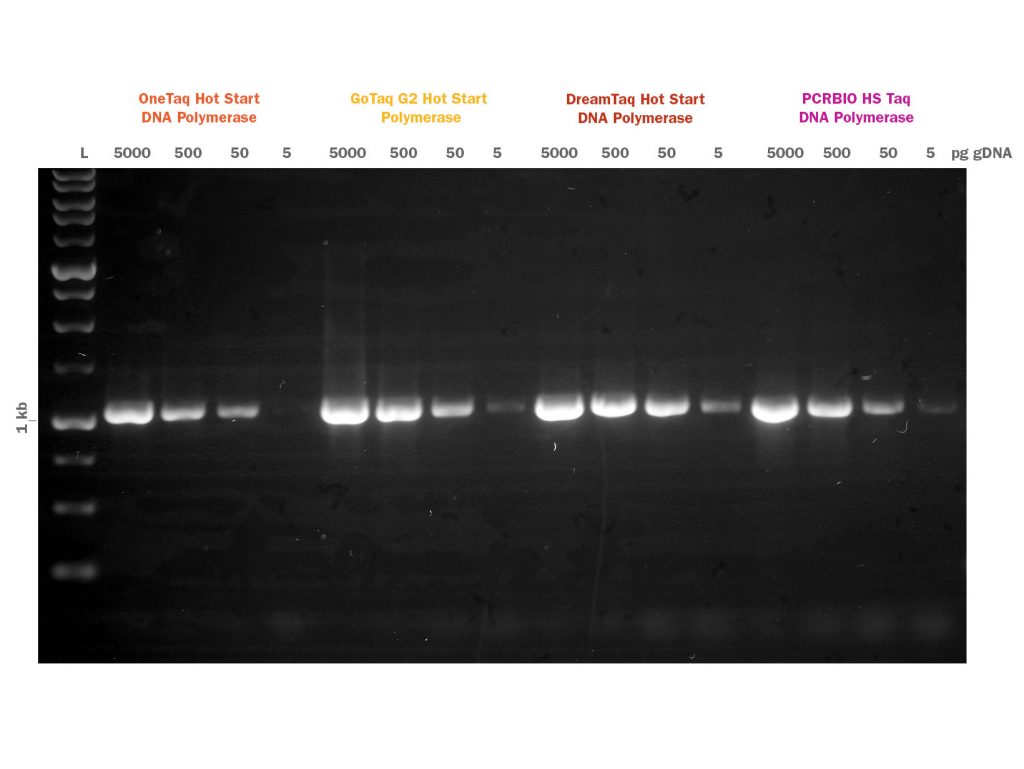 Gel image showing PCRBIO HS Taq DNA polymerase competitor comparison