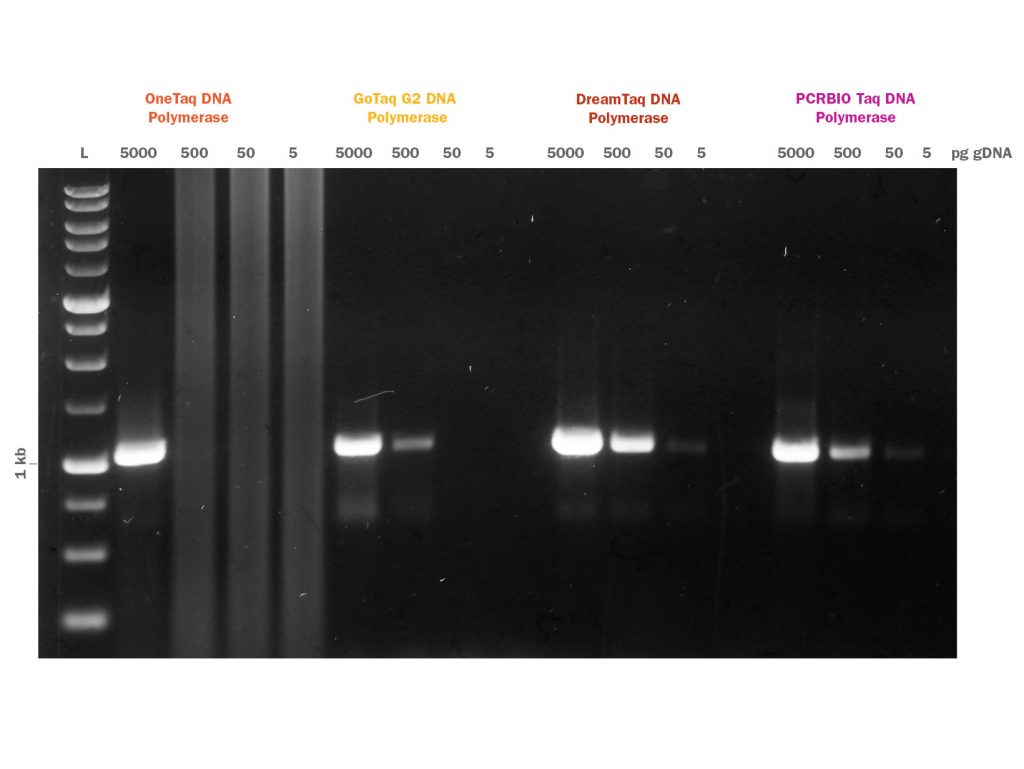 PCRBIO Taq DNA Polymerase Competitor Comparison Gel Image