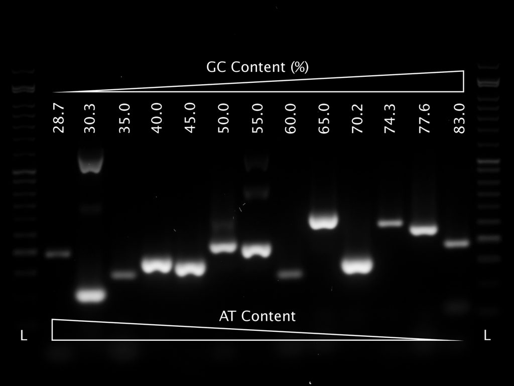 Gel image showing VeriFi™ Hot Start Mix successfully amplifying templates with a broad range of GC and AT content