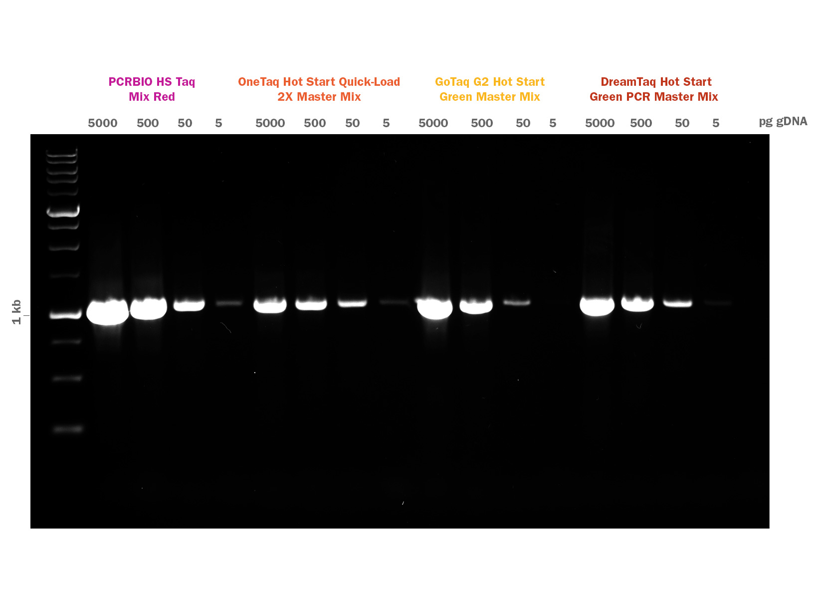 Gel image showing PCRBIO HS Taq Mix Red competitor comparison