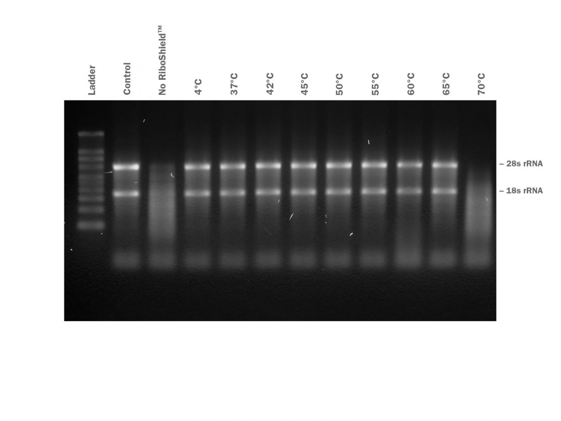 RiboShield™ RNase Inhibitor PCR Biosystems