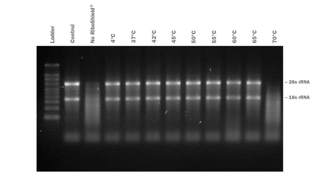 RiboShield RNase Inhibitor provides RNA protection up to 65°C for at least 30 minutes