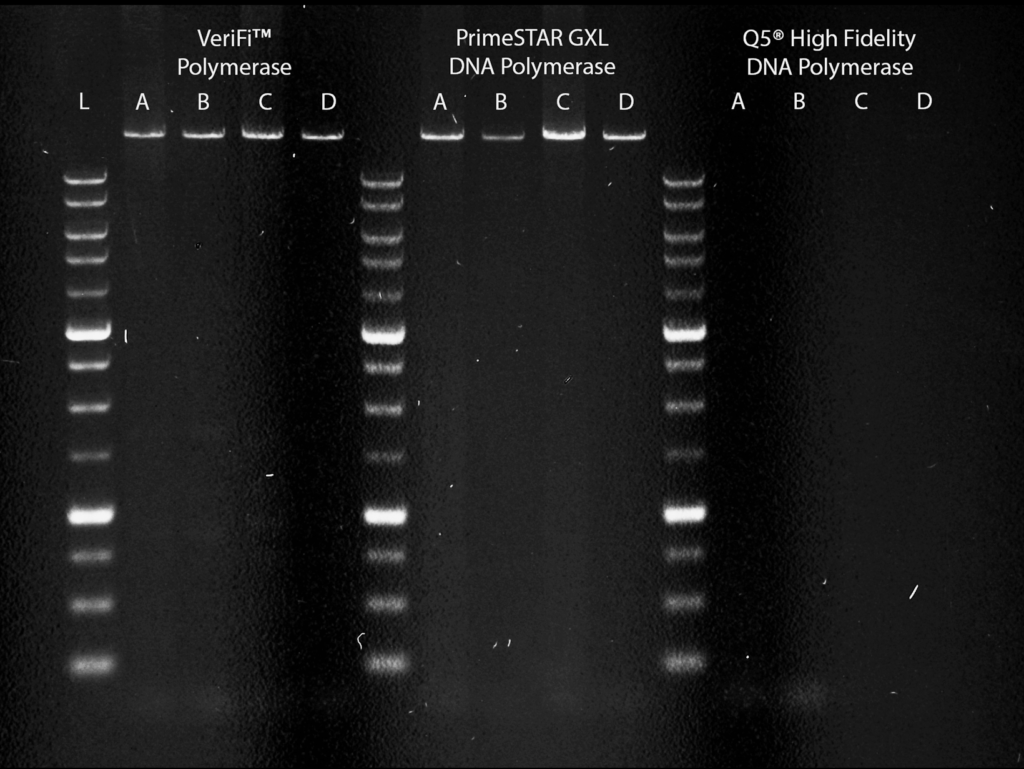 A gel image showing VeriFi Polymerase and Takara PrimeSTAR GXL DNA Polymerase successfully amplifying a 17.5 kb DNA fragment. Q5 was unable to amplify the same fragment.