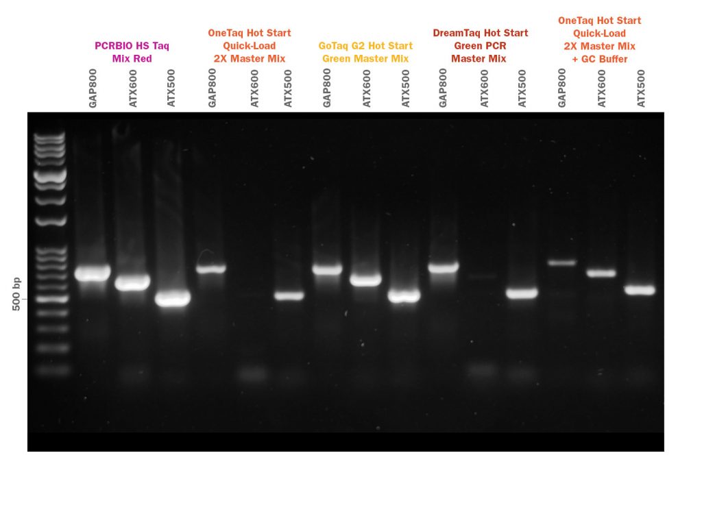 Gel image showing PCRBIO HS Taq Mix Red competitor comparison of GC rich amplification