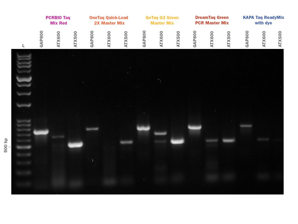 Gel image showing PCRBIO Taq Mix Red competitor comparison of GC rich amplification