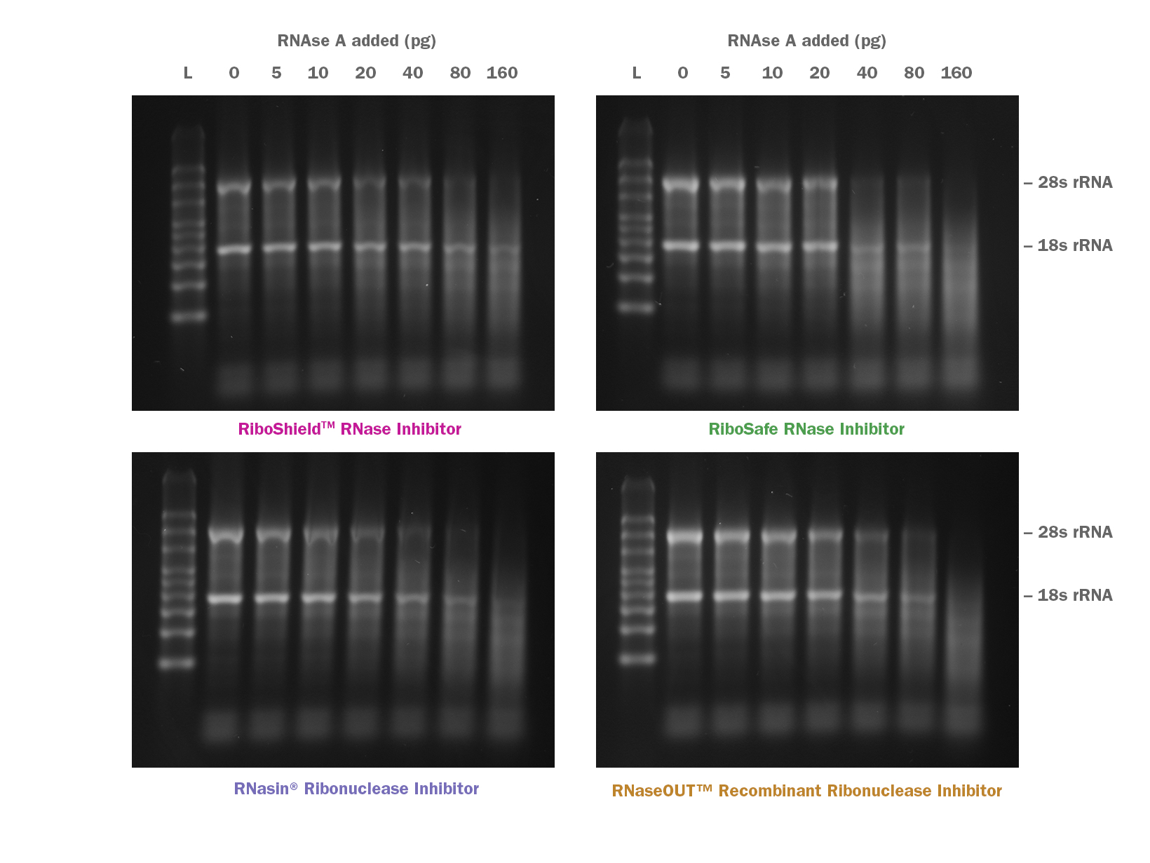 Gel images showing relative levels of RNA protection offered by RiboShield and competing RNase Inhibitors to RNase A degradation