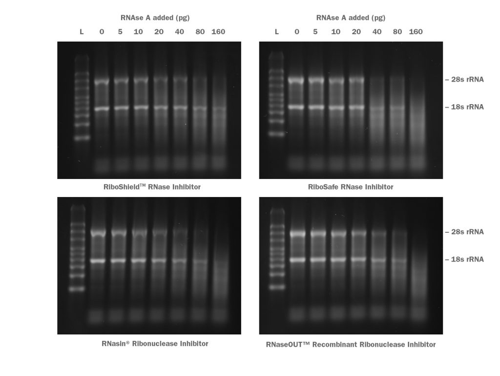 Gel images showing relative levels of RNA protection offered by RiboShield and competing RNase Inhibitors to RNase A degradation