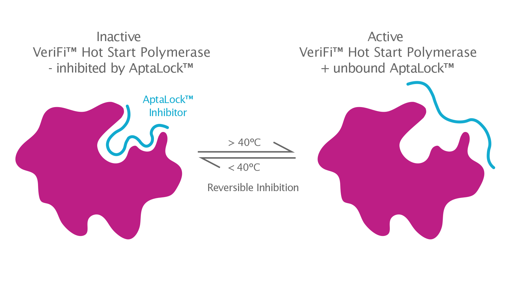 Diagram of AptaLock Hot Start Technology