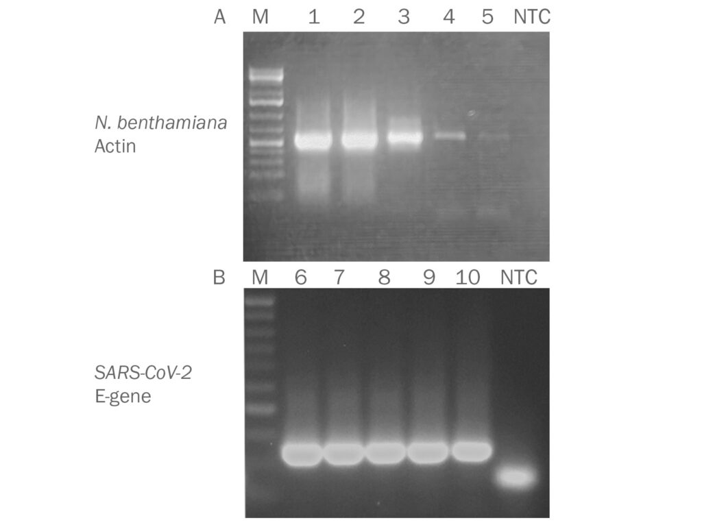 PCRBIO 1-Step Go RT-PCR Kit Red for transcript, splice-variant and RNAi effect analysis