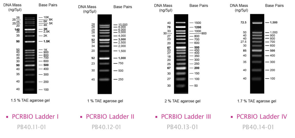 Image showing PCRBIO Ladders I-IV
