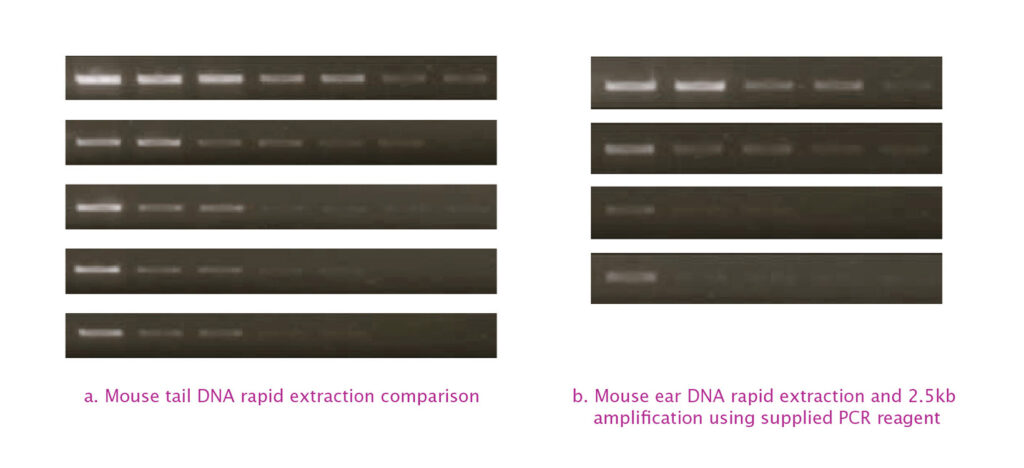 PCRBIO Rapid Extract PCR Kit competitor comparison gel image