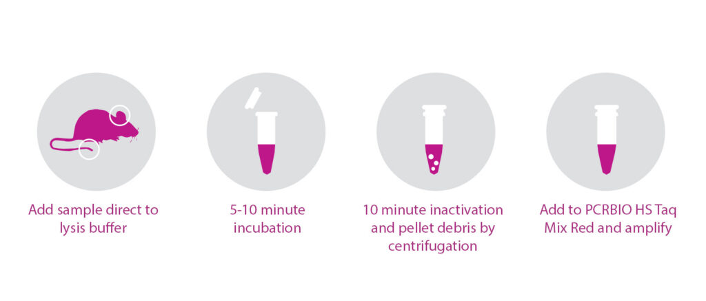 Schematic showing the steps of DNA extraction and amplification when using PCRBIO Rapid Extract PCR Kit