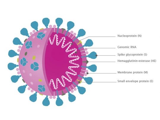 The SARS-coV-2 Virus