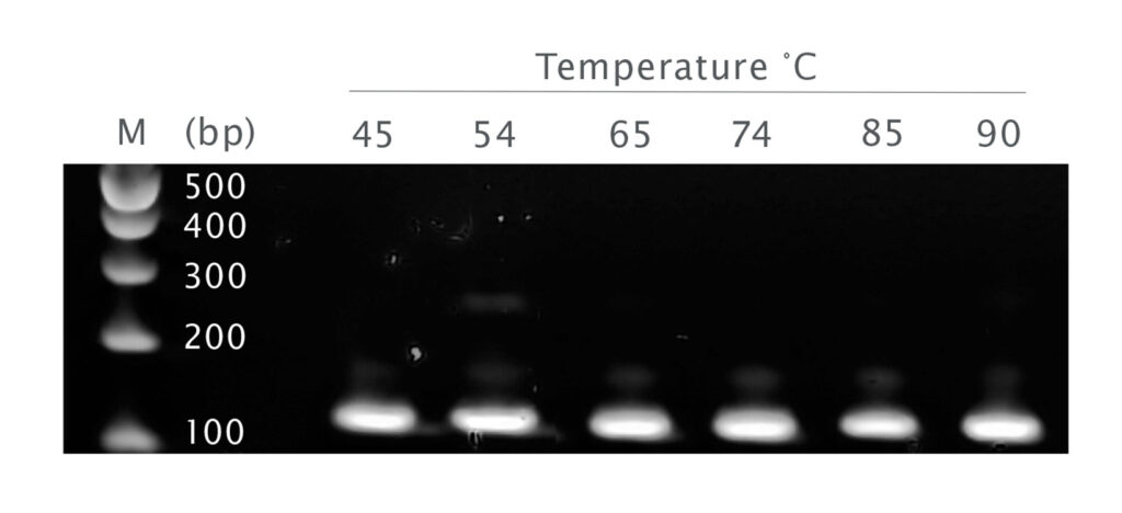 Endpoint gel picture showing UltraScript 2.0 giving a similar amounts of product across a wide range of temperatures, up to 90 degrees.