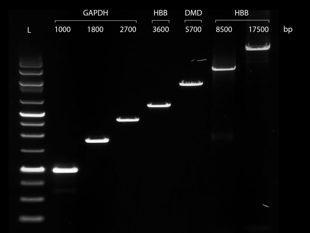 A gel image showing PCRBIO VeriFi Polymerase successfully amplifying complex genomic DNA fragments ranging in length from 1kb to 17.5kb