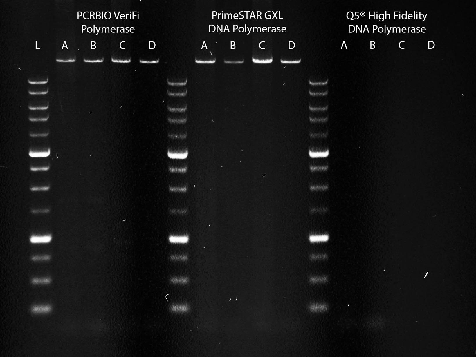 A gel image showing PCRBIO VeriFi Polymerase and Takara PrimeSTAR GXL DNA Polymerase successfully amplifying a 17.5kb DNA fragment. Q5 was unable to amplify the same fragment.