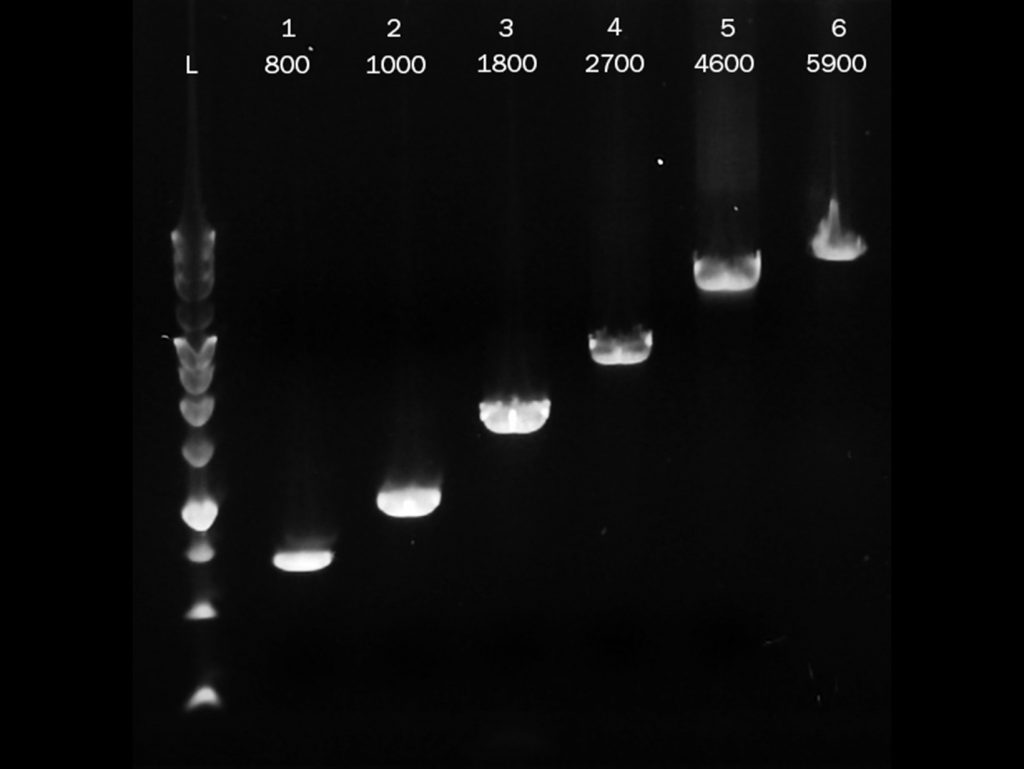 Gel image showing PCRBIO Ultra Polymerase successfully amplifying DNA fragments ranging from 0.8kb to 5.9kb in length
